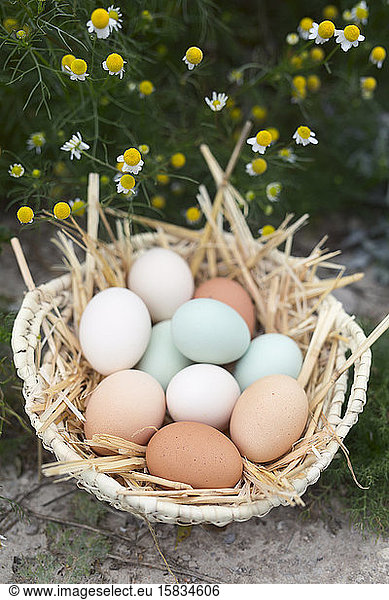 Chicken eggs of various colors.
