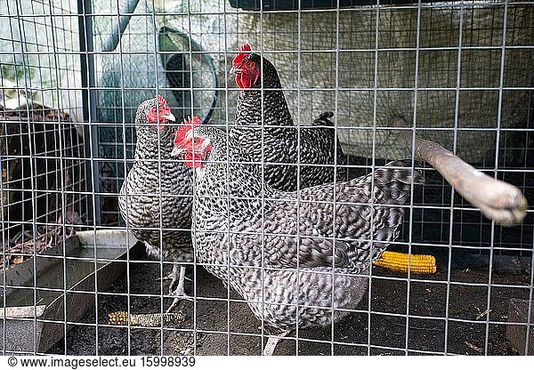 Chickens behind the fence in a chicken coop. black and white chicken in small cage. pets or farm animals.