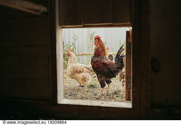 Chickens in livestock farm seen through window
