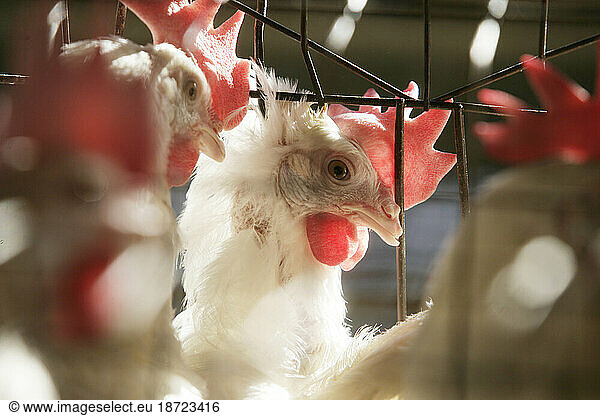 Chickens sit inside cages at a chicken egg farm near San Diego  California.