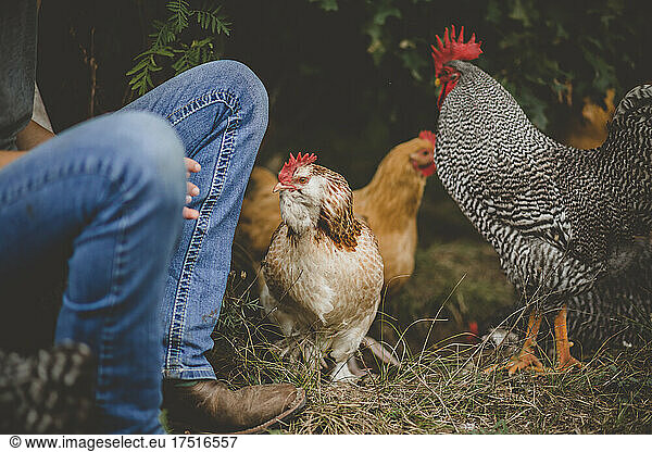Chickens surrounding girl with cowboy boots on