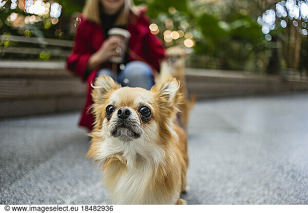 Chihuahua dog with woman in background
