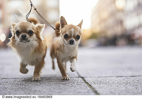 Chihuahua dogs running on footpath