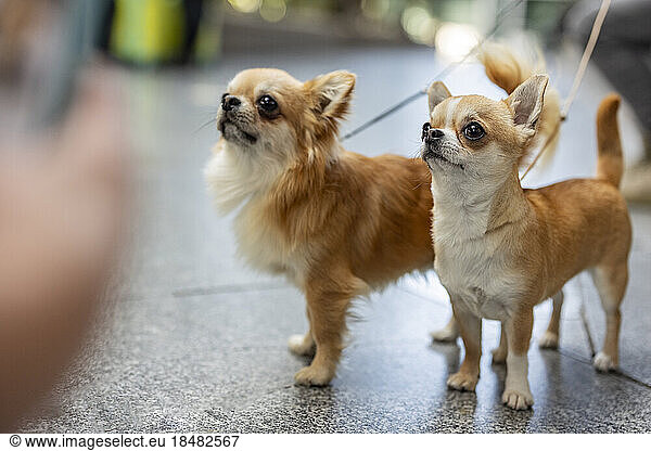 Chihuahua dogs standing on footpath