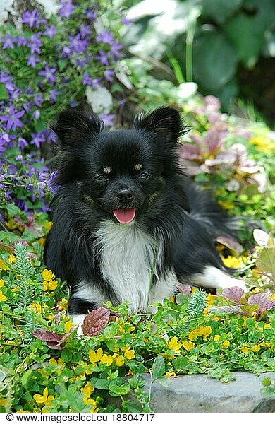 Chihuahua  male  longhair tricolour  is lying between flowers  FCI Standard No. 218  long-coated  is lying between domestic dog (canis lupus familiaris)