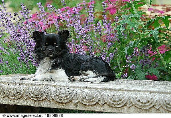 Chihuahua  male  longhair tricolour  lying on a bench in front of lavender flowers  FCI-Standard No. 218  long-coated  is lying on a bench in front of lavender domestic dog (canis lupus familiaris)