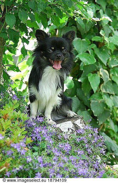 Chihuahua  male  longhair tricolour  sitting on a stump of a tree between flowers  FCI Standard No. 218  long-coated  sitting on a stump of a tree between domestic dog (canis lupus familiaris)