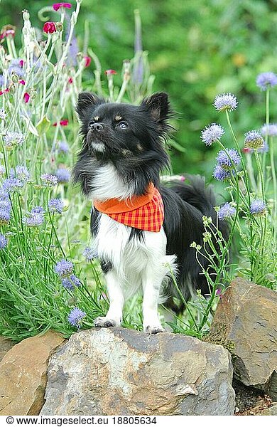 Chihuahua  male  longhair tricolour  standing on a rock between flowers  FCI-Standard No. 218  long-coated  standing on a rock between domestic dog (canis lupus familiaris)