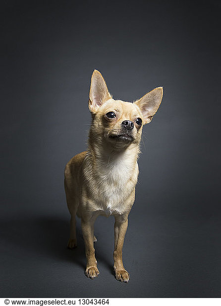 Chihuahua standing against gray background