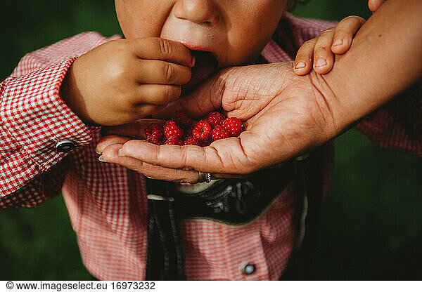 Child eating raspberries from parent's hand at farm wearing Lederhosen