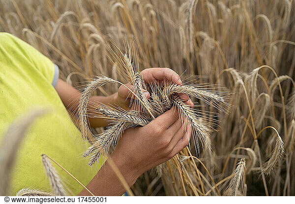 Child hands touching wheat ears on field