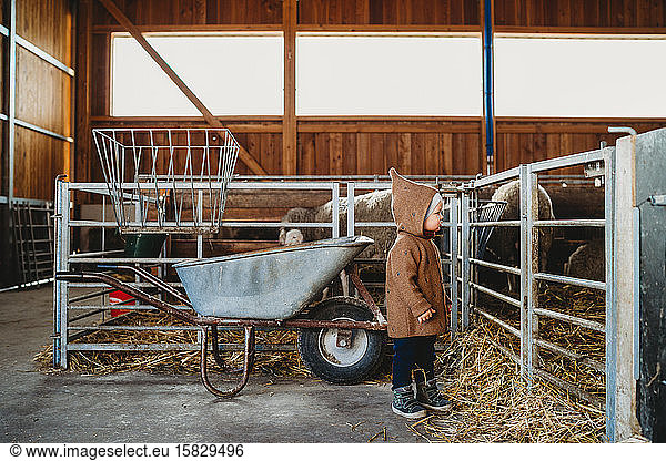 Child kid at the farm looking at sheep and lamb