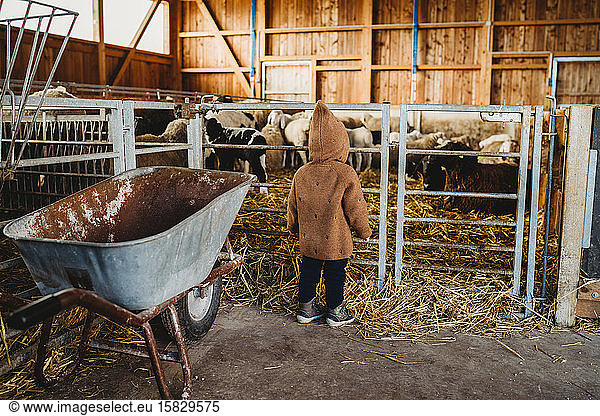 Child kid at the farm looking at sheep and lamb