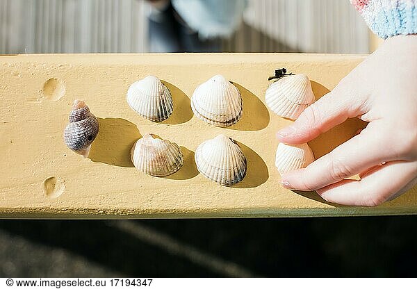 child's hand choosing a sea shell from their collection of treasures