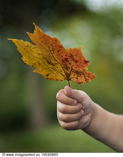 Child's hand holding maple leaf  Maine  New England.