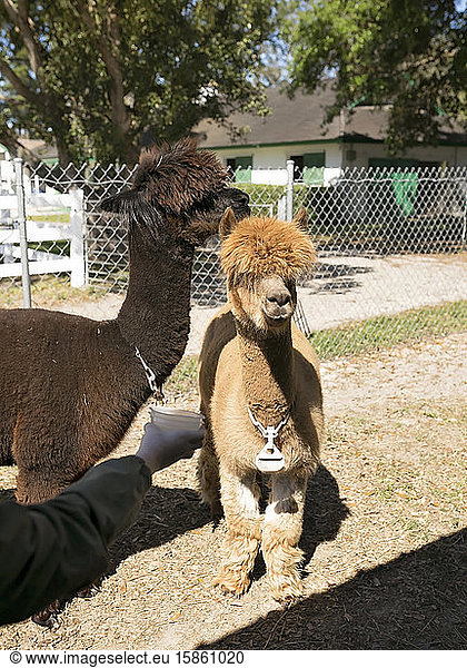 Child's hand reaching out to fee two Huachaya alpacas at farm