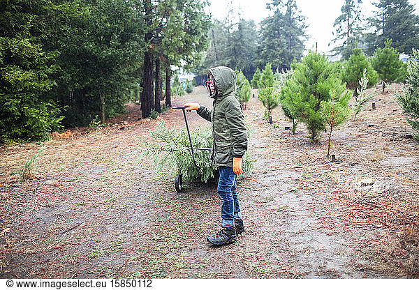 Child with glove carrying christmas tree