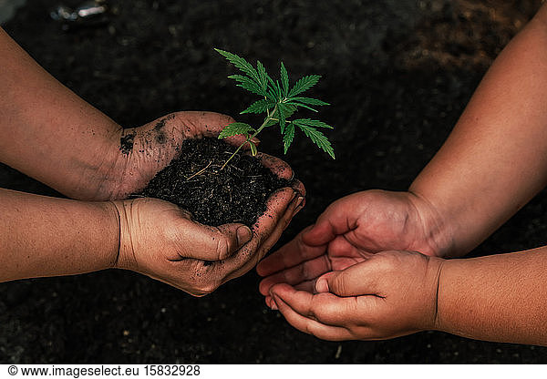 Children and mothers hold soil marijuana plant separately. Eart