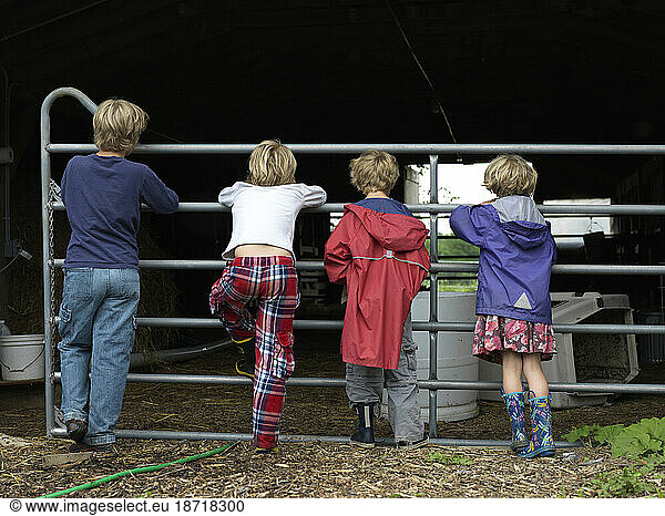 children look through gate into barn