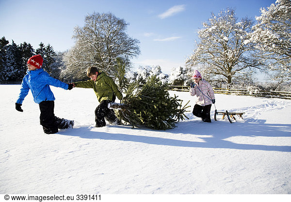 Children pulling Christmas tree in snow