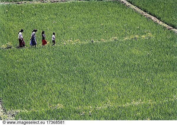 Children walking through rice plants paddy field in Kerala  India  Asia