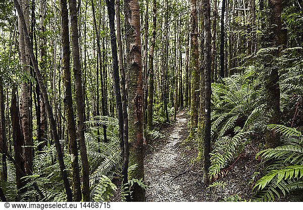 Chile  Chaiten  Parque Pumalin  üppiger Pfad durch den Wald