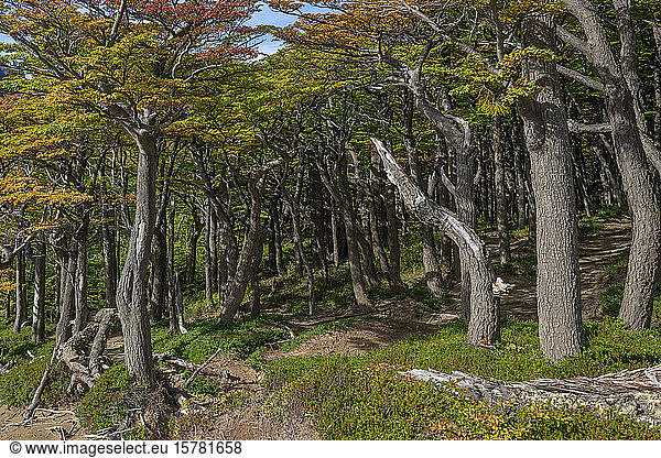 Chile Provinz Ultima Esperanza Herbstwald im Torres del Paine Nationalpark