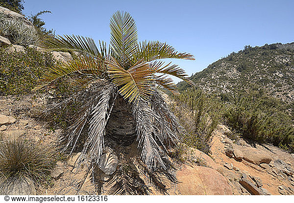 Chilean Palm (Jubaea chilensis)  young tree in its natural environment  Portezuelo de Ocoa to Las Palmas  National Park La Campana  V Region of Valparaiso  Chile