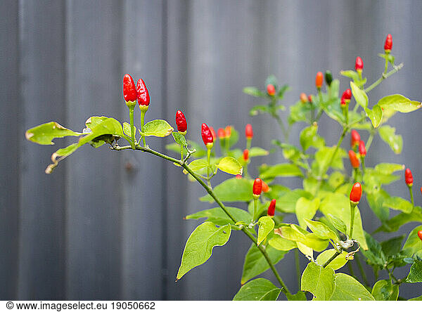 Chilli plant in back yard herb garden vegetable patch with fence