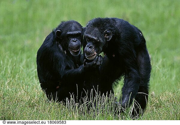Chimpanzees (primates) common chimpanzee (Pan troglodytes) (Africa) (mammals) (animals) (apes) (monkeys) (outside) (outdoors) (meadow) (black) (sitting) (standing) (tender) (adult) (two) (landscape) (horizontal) (affection) (affection)