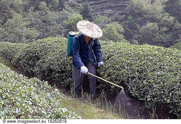 CHINA Bauern besprühen Teepflanzen während der Erntezeit in der Provinz Yunnan mit Düngemitteln. Foto von Julio Etchart.