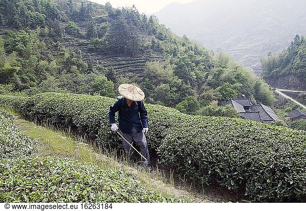 CHINA Bauern besprühen Teepflanzen während der Erntezeit in der Provinz Yunnan mit Düngemitteln. Foto von Julio Etchart.