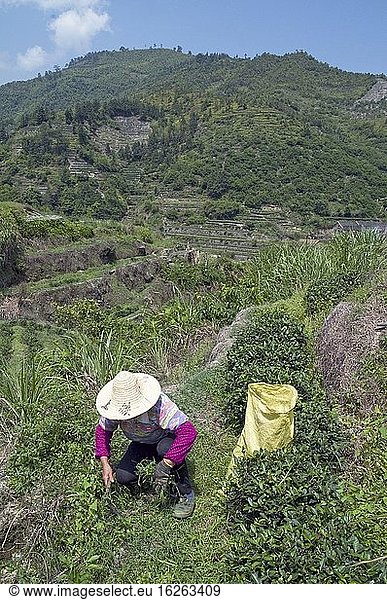 CHINA Bauern pflücken Teeblätter während der Erntezeit in der Provinz Fujian. Foto von Julio Etchart.