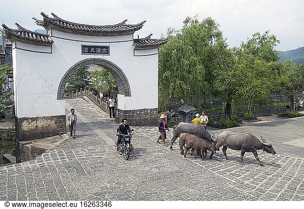 CHINA Bauern und Ochsen kehren während der Erntezeit in der Provinz Yunnan nach der Arbeit nach Hause zurück. Foto von Julio Etchart.