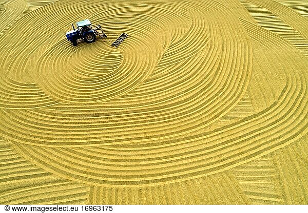 China Jiangsu Subei Ebene Goldener Reis Ernte
