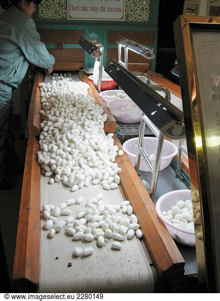 China  Suzhou Silk Factory  Sortieren Kokons