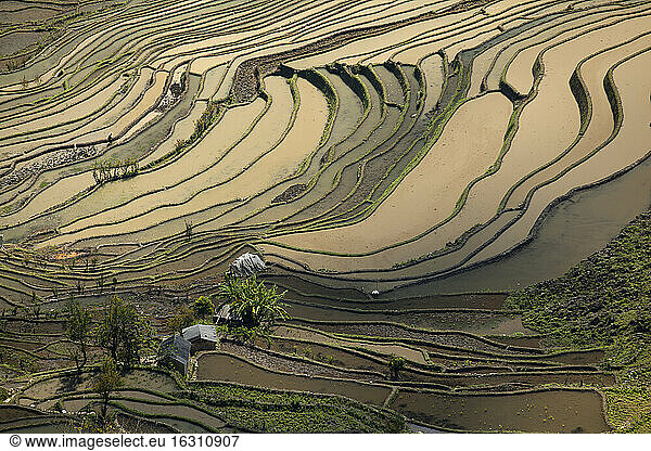 China  Yunnan  Yuanyang  Landwirt pflügt in Reisterrassen