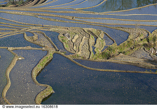 China  Yunnan  Yuanyang  Woman on rice terraces