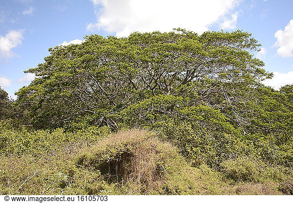 Chinaberry tree (Melia azedarach)  slopes of Rano Kau volcano  Easter Island  Chile
