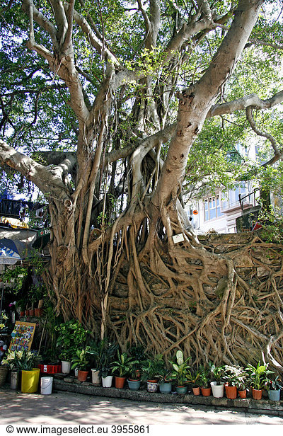Chinese Banyan-Feige (Ficus microcarpa)  alter Baum  Stanley Bay  Hongkong  Hong Kong  China  Asien