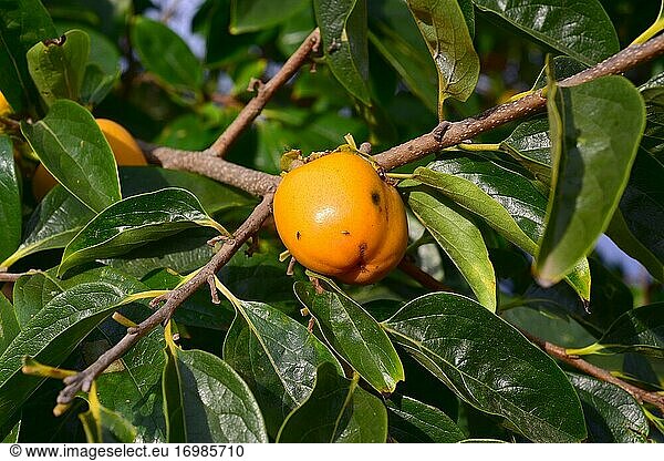 Chinese persimmon or oriental persimmon (Diospyros kaki) is a deciduous tree native to Asia and widely cultivated for its edible fruits. This photo was taken in Baix Llobregat  Barcelona province  Catalonia  Spain.