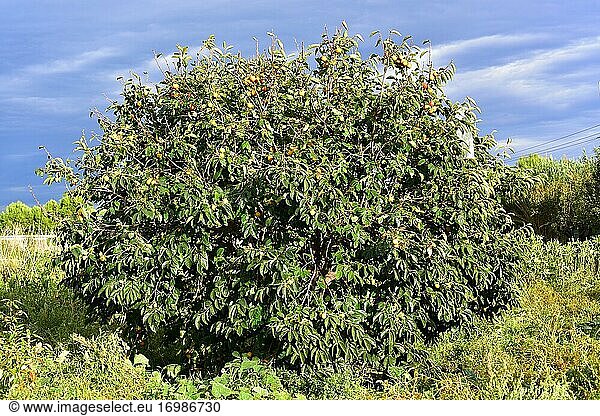 Chinese persimmon or oriental persimmon (Diospyros kaki) is a deciduous tree native to Asia and widely cultivated for its edible fruits. This photo was taken in Baix Llobregat  Barcelona province  Catalonia  Spain.