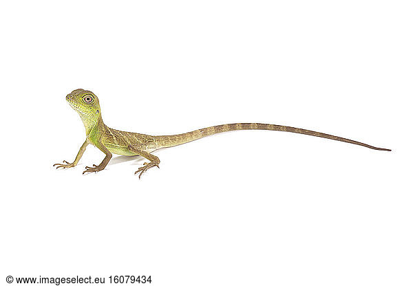 Chinese water dragon (Physignathus cocincinus) on white background