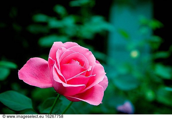 Chinesische Rose Merkmal