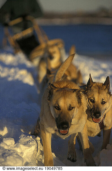 Chinook Dog Sled Team  Maine.