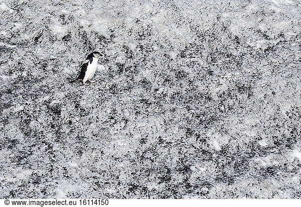 Chinstrap penguin (Pygoscelis antarcticus) walking on snow stained with black sand  Deception Island  South Shetland  Antarctica