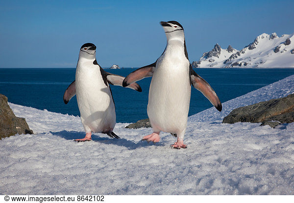 Chinstrap penguins  Half Moon Island  South Shetland Islands  Antarctica