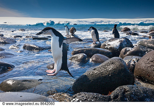 Chinstrap penguins  Penguin Island  Antarctica
