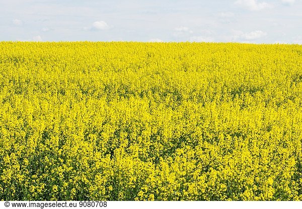 Chirpan  Bulagria. One of the many rapeseed fields early season. They form a huge  visible part of the agricultural production in south-east Bulgaria.