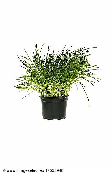 Chives in a flower pot  cutout against a white background